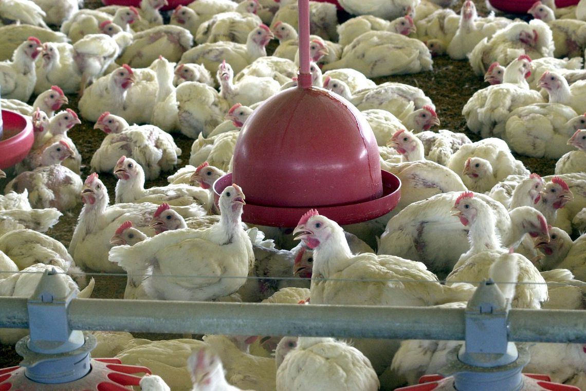China reporta surto de gripe aviária